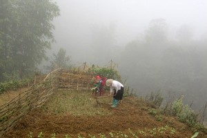 Một người mẹ đưa con ra đồng, vừa làm, vừa trông con…  hình ảnh khó có thể tìm thấy ở một nơi nào khác 