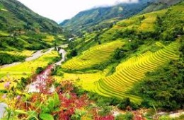 Thung lũng Mường Hoa Sapa