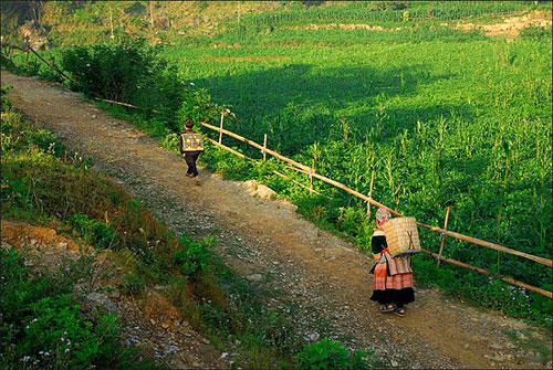 Bản Phố