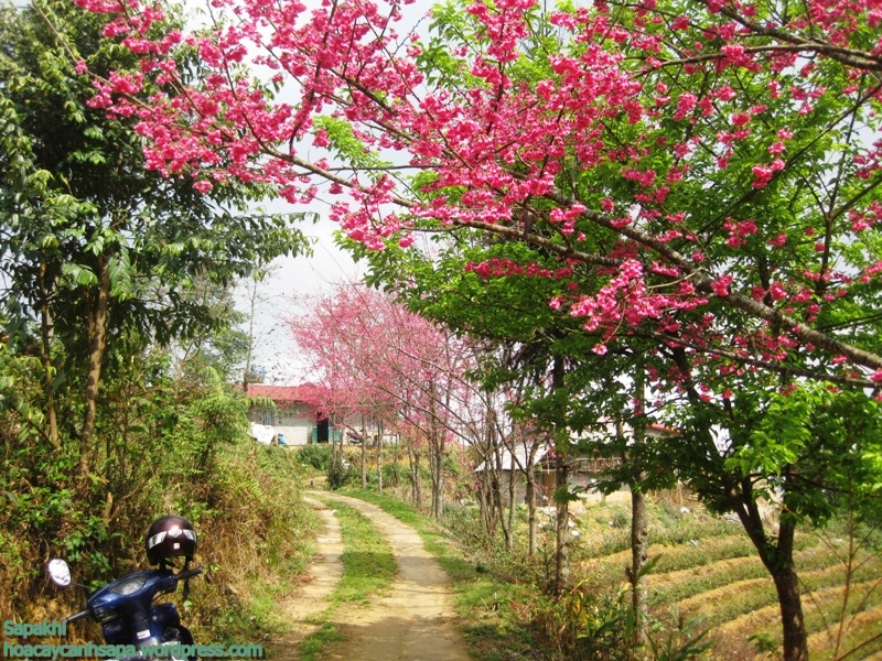 Du lịch Sapa mùa đẹp nhất