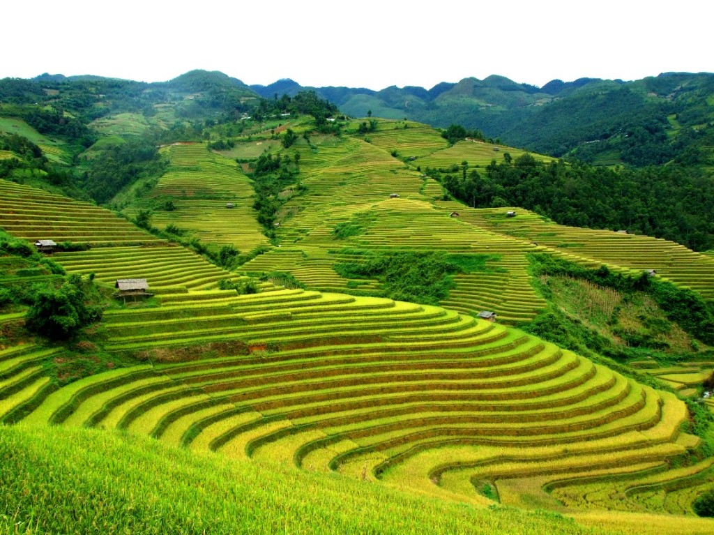 Ruộng bậc thang Sapa