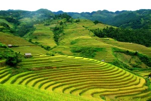 Ruộng bậc thang Sapa