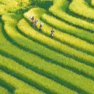 Ruộng bậc thang Sapa