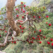 Vườn Quốc gia Hoàng Liên