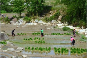 Ruộng bậc thang trập trùng, nhấp nhô những dáng người đang lom khom cày ruộng