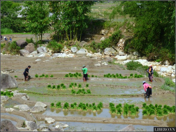 Ruộng bậc thang trập trùng, nhấp nhô những dáng người đang lom khom cày ruộng